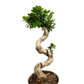Ficus Ginseng – Bonsai 80 cm